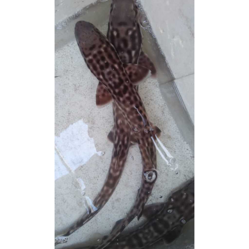 Hiu TOKEK - Marble Cat Shark