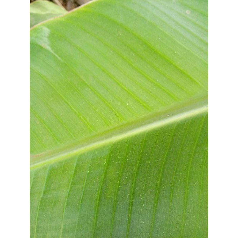 

Daun Pisang segar 100% ori segar dipetik saat akan dikirim