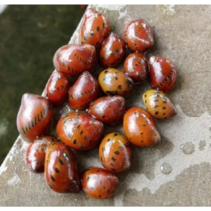 keong Bawang pembersih lumut,alga(aquarium,aquascape)