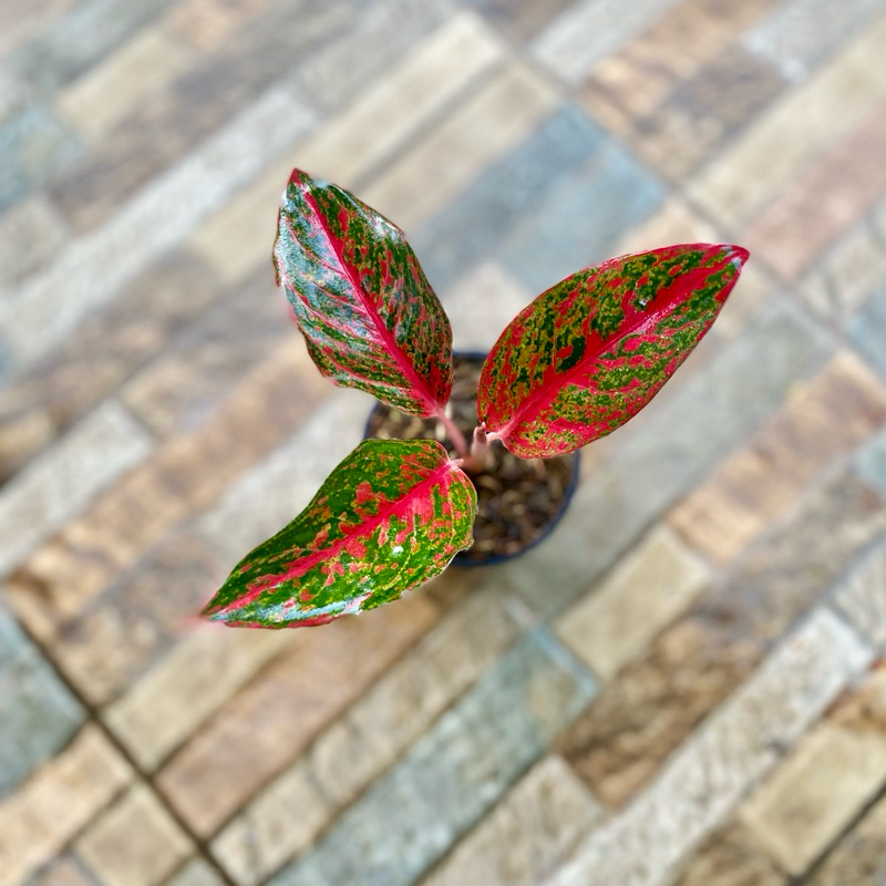 Aglaonema Red wijaya
