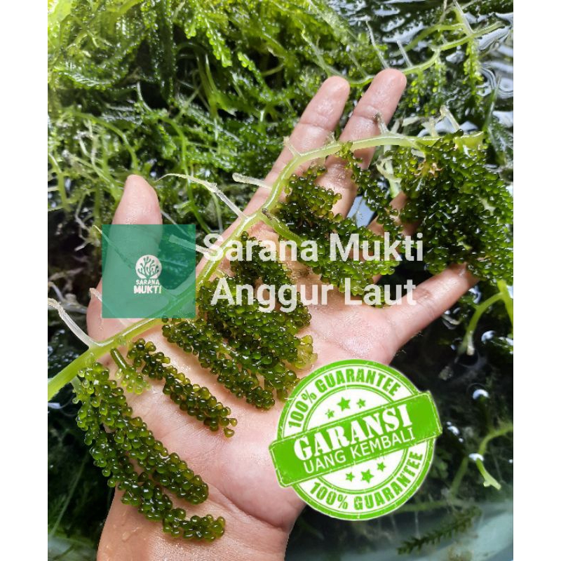 

1kg Anggur Laut Segar/ Latoh/ Lawi-lawi/ Umibudo/ Seagrapes