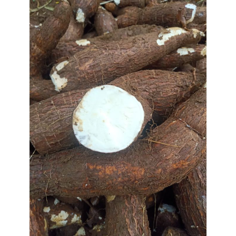 

Singkong Fresh segar Mempurr /500 gram