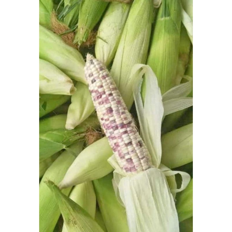 

Jagung ketan 1kg