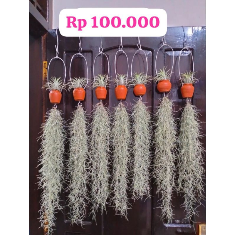 tanaman hias gantung janggut musa