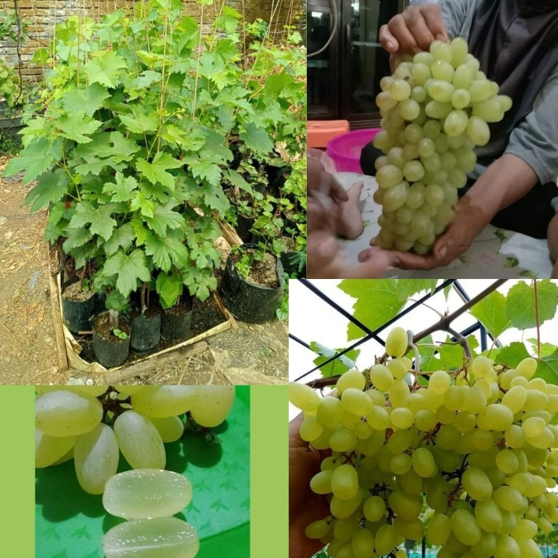 Bibit Anggur Hijau, Bibit Anggur Manis, BibitAnggur Hijau Tanpa Biji