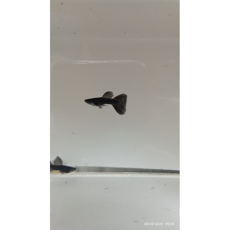 aksesoris promo" (guppy black moscow)  indukan