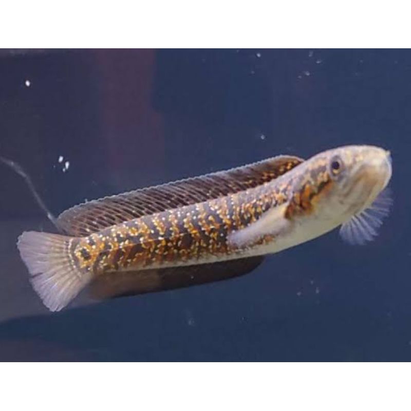 ASIATICA RSP KALIMAYA / PELET RSP KALIMAYA