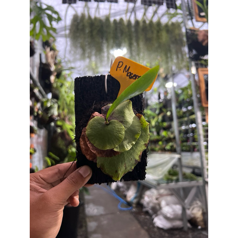 Anakan Platycerium Maserati Ekonomis