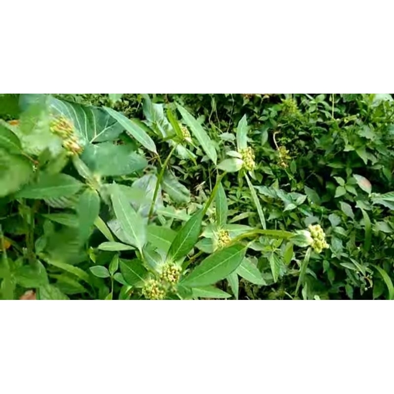 

Daun sena segar pembersih usus 250 gram