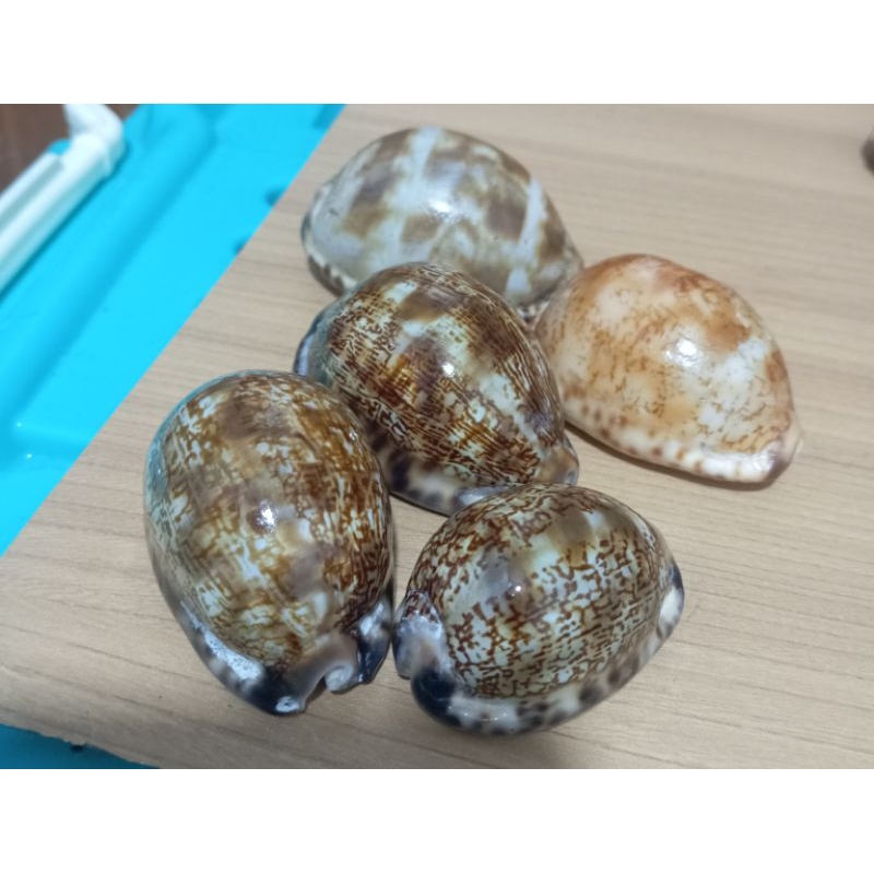 cangkang kerang kuwuk 1 pcs