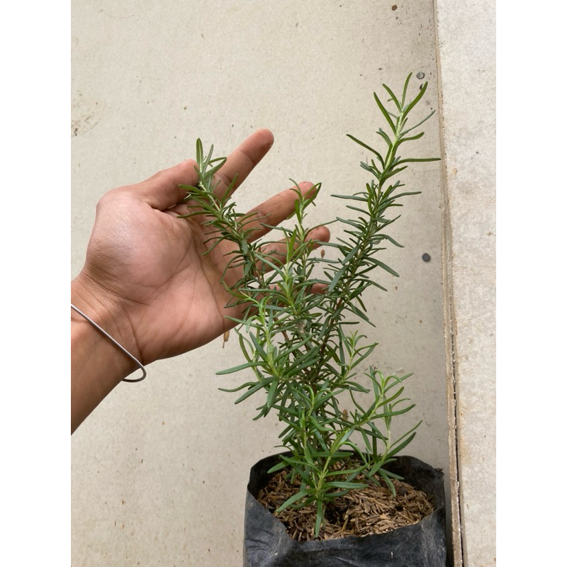 Tanaman Hias Outdoor Herbal Rempah Rose Mary Pengusir Nyamuk