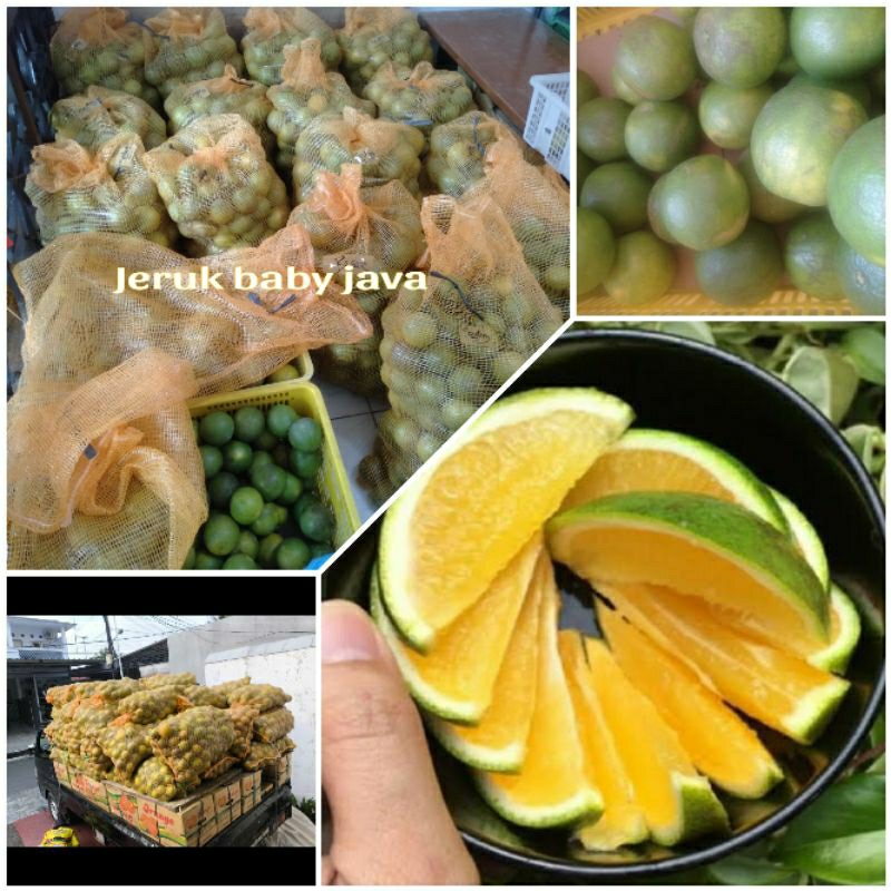 

Buah jeruk baby Java 1kg manis seger