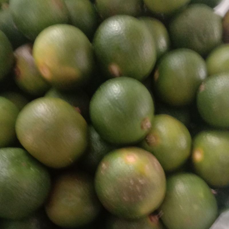 

jeruk kunci jeruk kietna jeruk kasturi