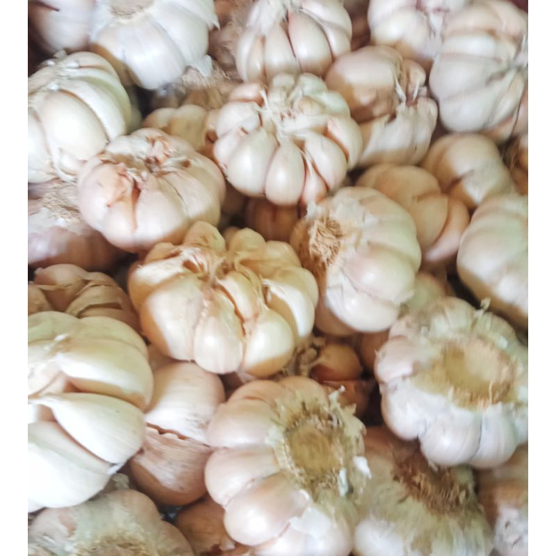 

Bawang putih 250g - 1kg / bawang putih / bawang / bawang putih fresh / sayur / sayur fresh