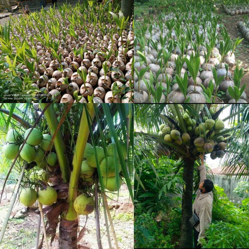 Bibit Kelapa Hijau Asli, Bibit Kelapa Hijau Wulung, Bibit Kelapa Hijau Genjah