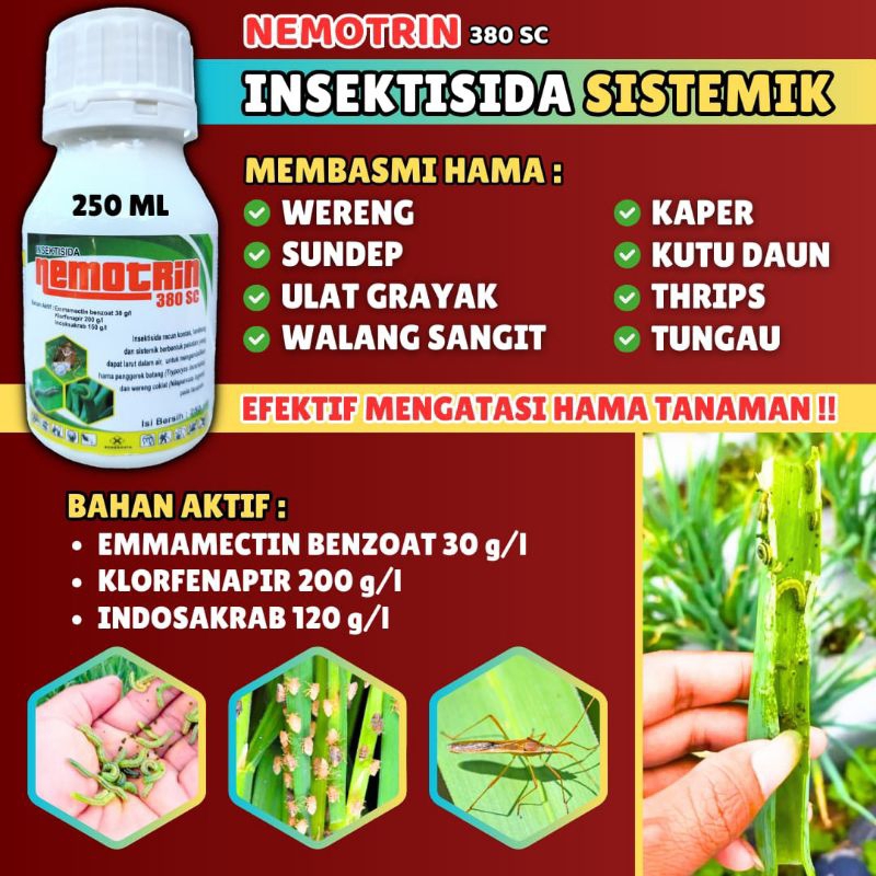 INSEKTISIDA NEMOTRIN AMPUH PEMBASMI ULAT