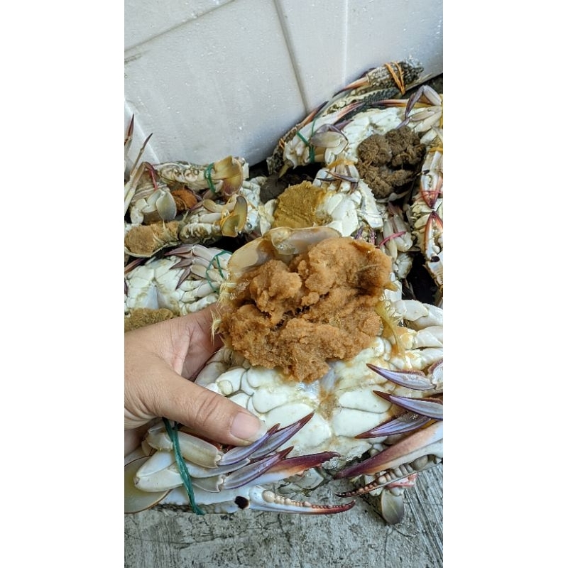

TERLARIS Rajungan fresh bertelur