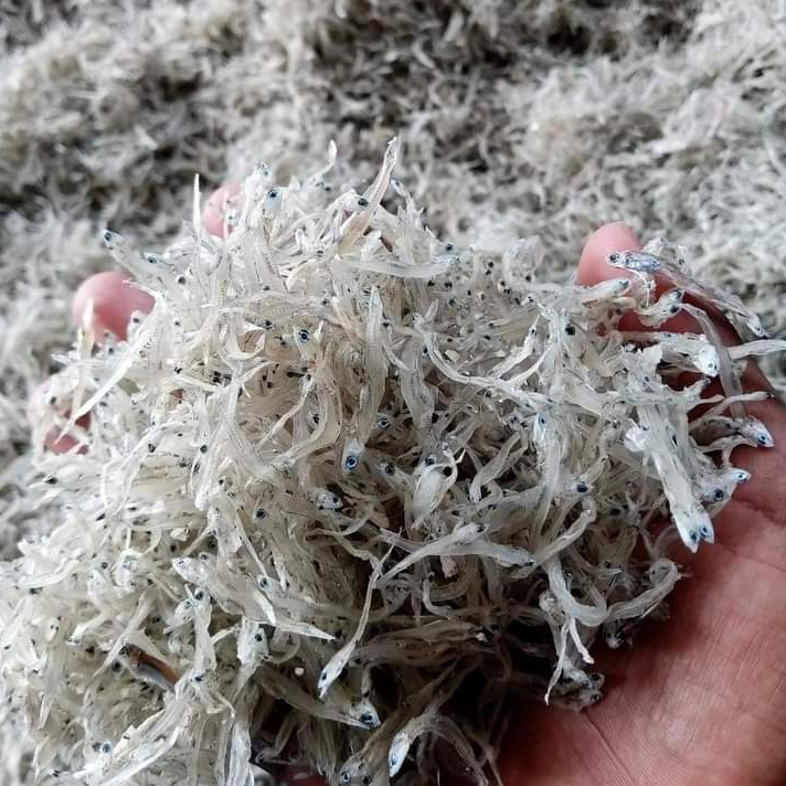 

Teri nasi tawar kering / teri medan tawar kualitas super