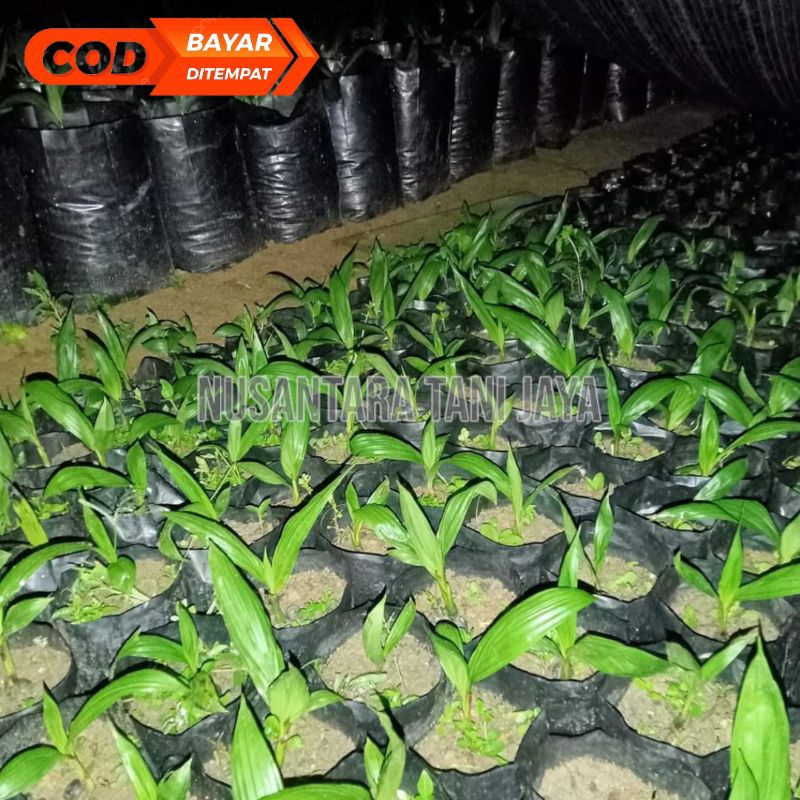 bibit kelapa sawit DxP PPKS terjamin unggul