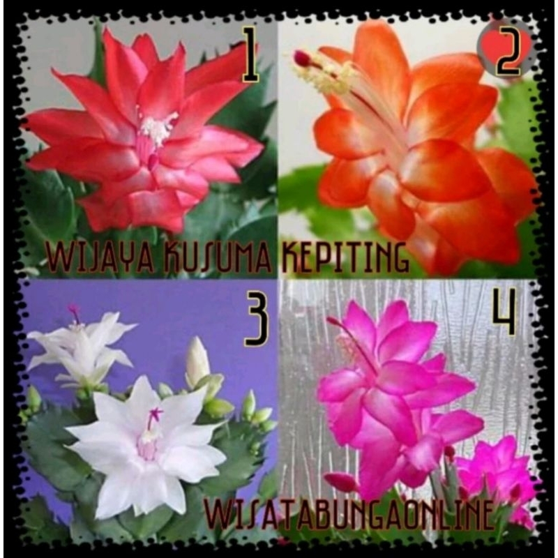 PROMO PAKET 4 TANAMAN HIAS WIJAYA KUSUMA / BUNGA WIJAYA KUSUMA