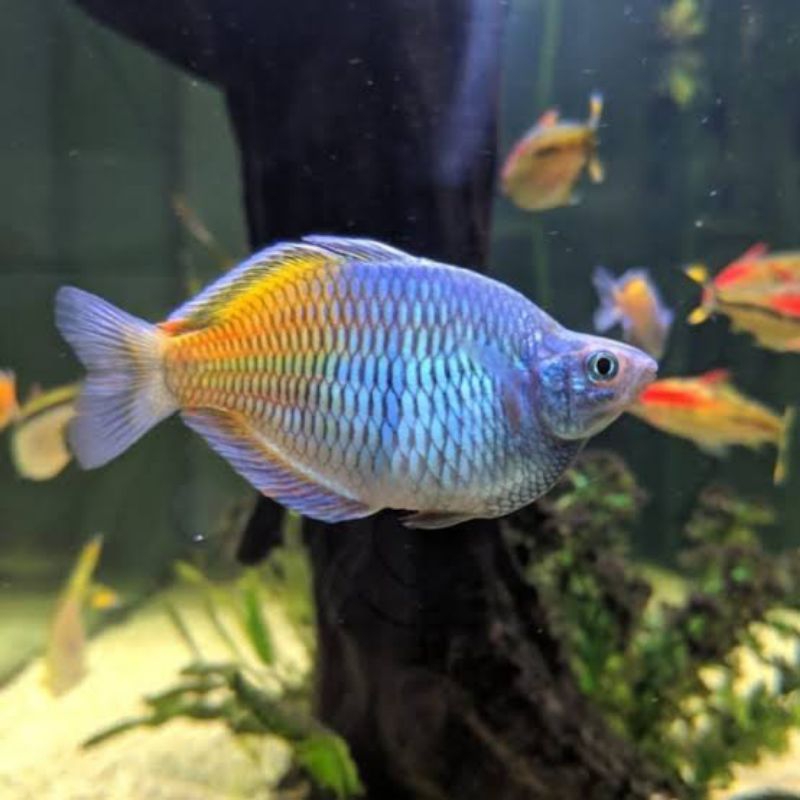 Rainbow boesemani short body jantan