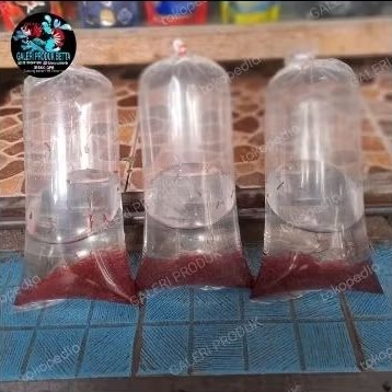 PAKAN IKAN BLOODWORM / CACING DARAH HIDUP / CADAR