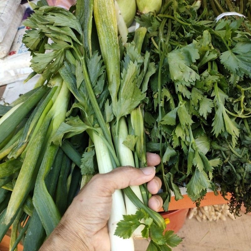 

daun SOP daun bawang / DAUN SELEDRI