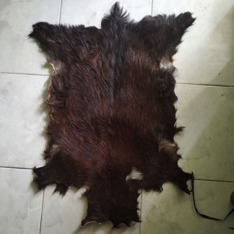 kulit kambing bulu sudah diawetkan kimia