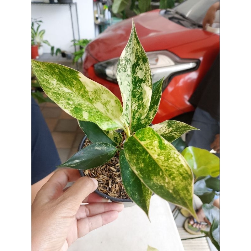 Aglaonema Siam Jade