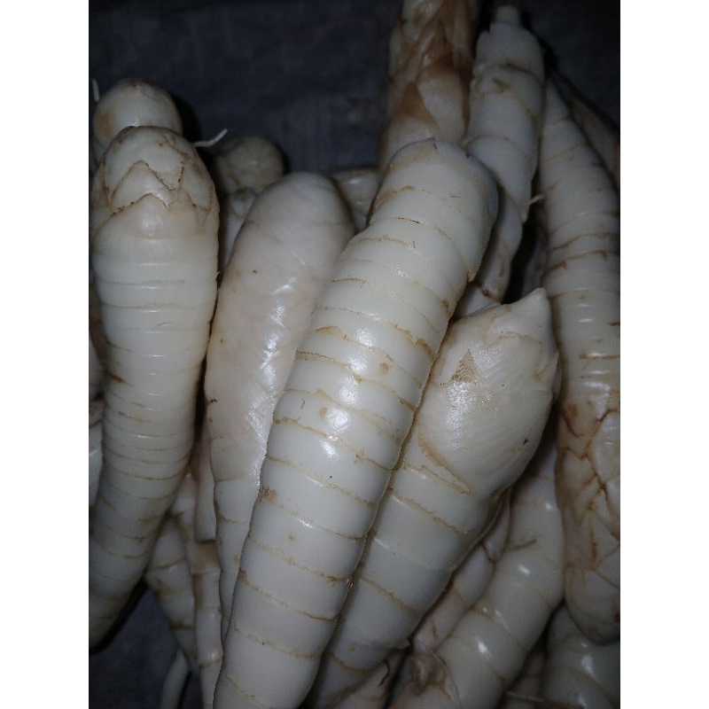 

umbi garut 1 kg ready