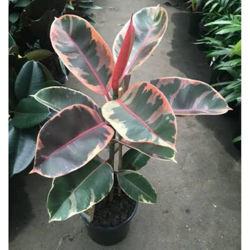 ficus karet kebo Rubby+ pot