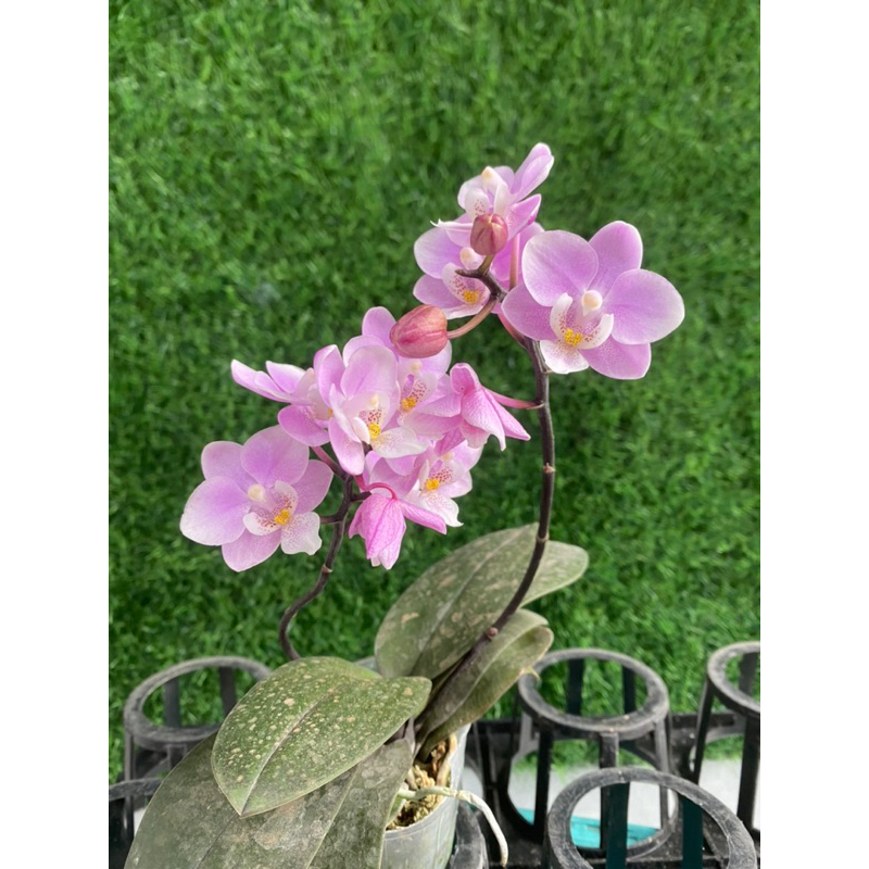 Anggrek bulan mini knop - mekar hybrid