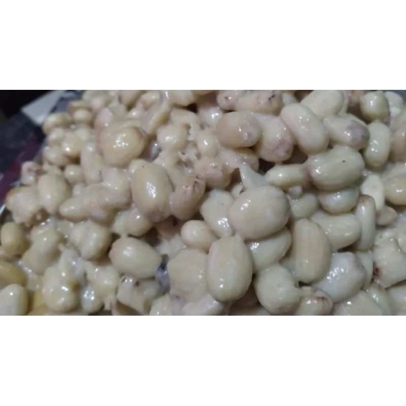 BIJI JARAK UMPAN BAWAL