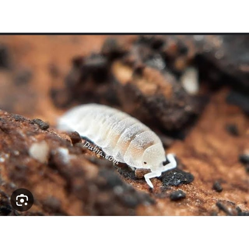 Dwarf white Isopod / Trichorhina tomentosa pengurai vivarium, terrarium, and other bioactive setups.