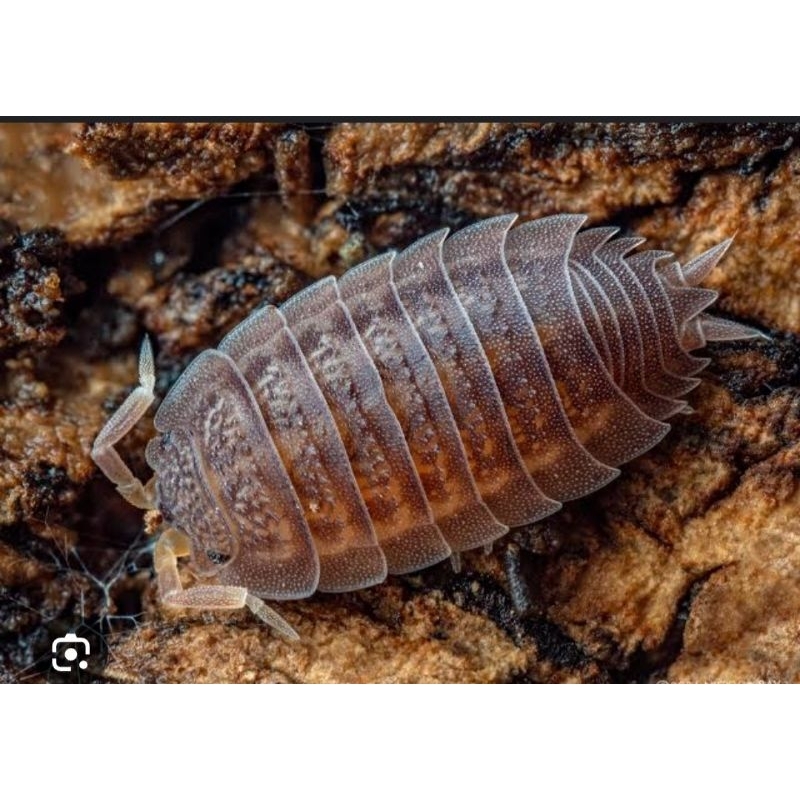 Dwarf gray isopod / Nagurus nanus pengurai vivarium, terrarium, and other bioactive setups.