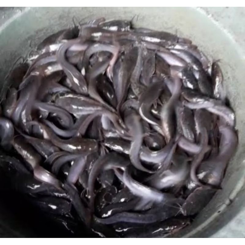 paket hemat 100 ekor bibit lele Sangkuriang 2-3cm ( Bonus 15 ekor + pelet )