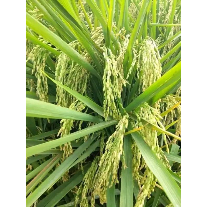 bibit padi cibatu06 kemasan 5 kg