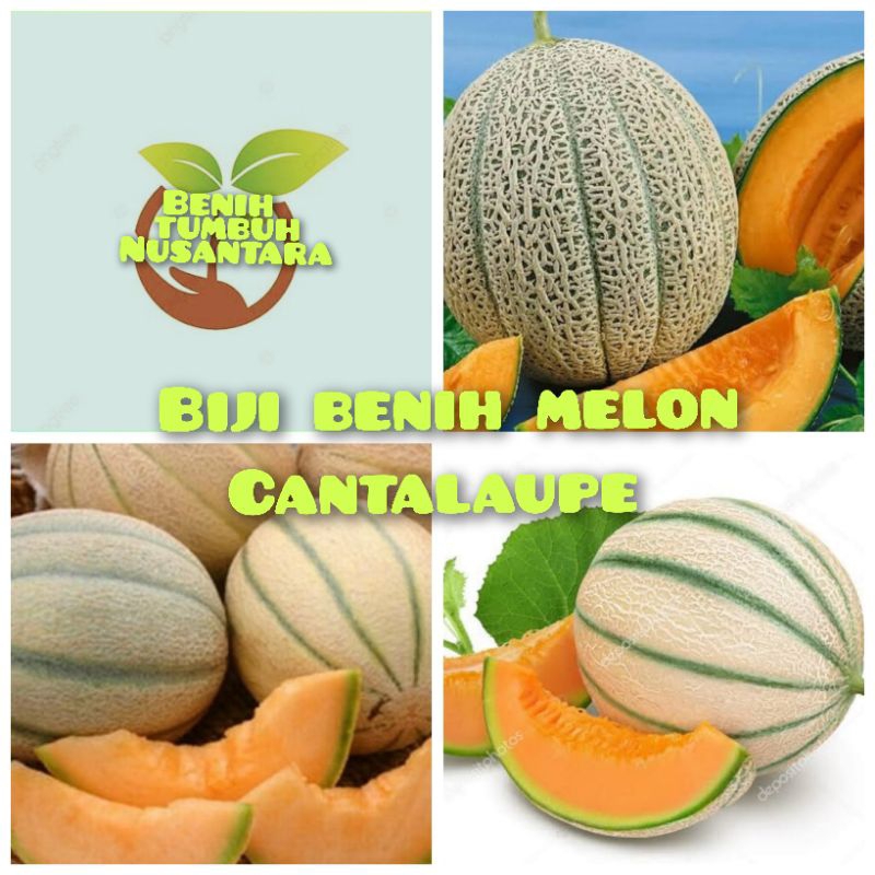 5 BUTIR BIJI/BENIH MELON CANTALOUPE
