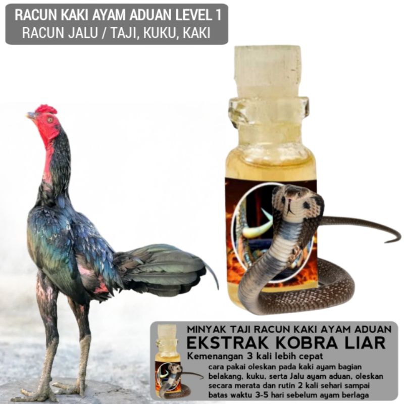 Racun kaki Taji Jalu ayam Bangkok aduan