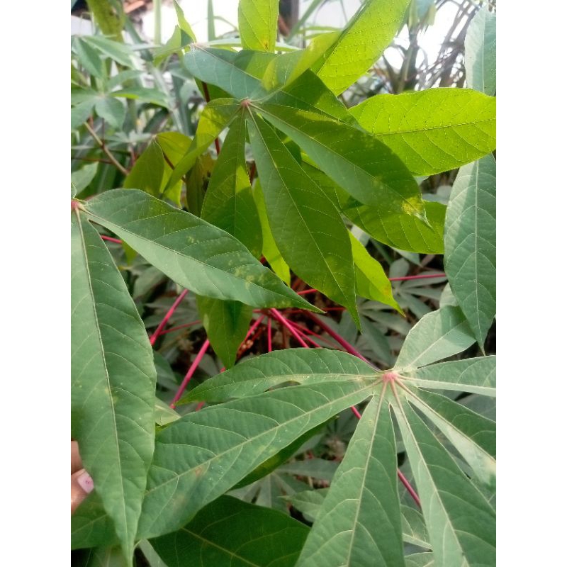 

daun singkong segar 200 grm