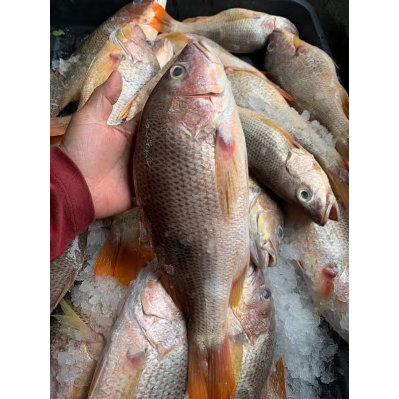 

ikan jenahak hidup