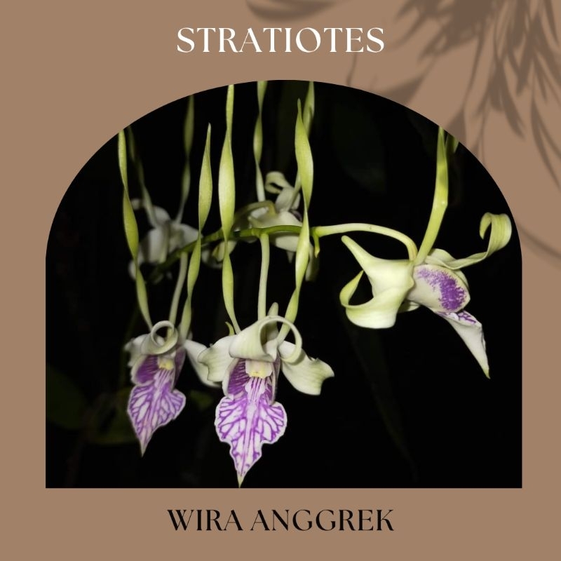 DENDROBIUM STRATIOTES