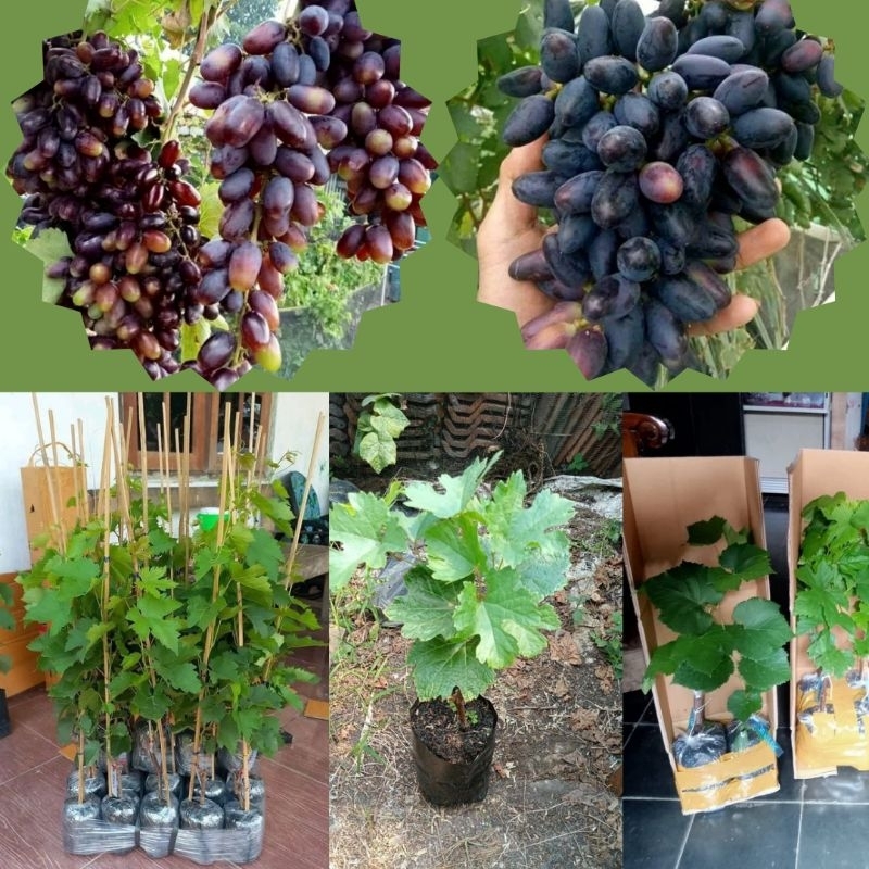 Bibit Anggur Import Berkulitas, Bibit Anggur Import, Bibit Anggur Import Valid 100%