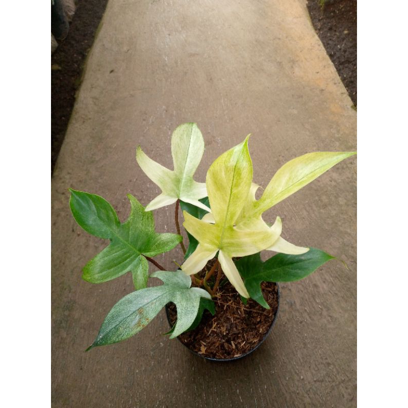 Philodendron Florida Ghost Mint