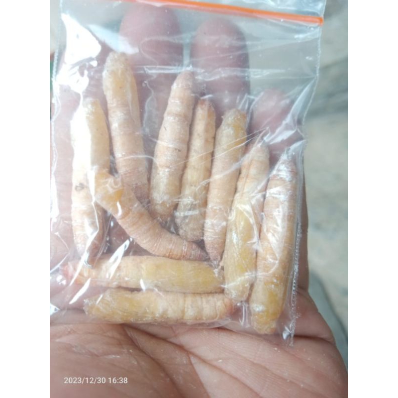 kepompong pisang (isi 10)  umpan bawal