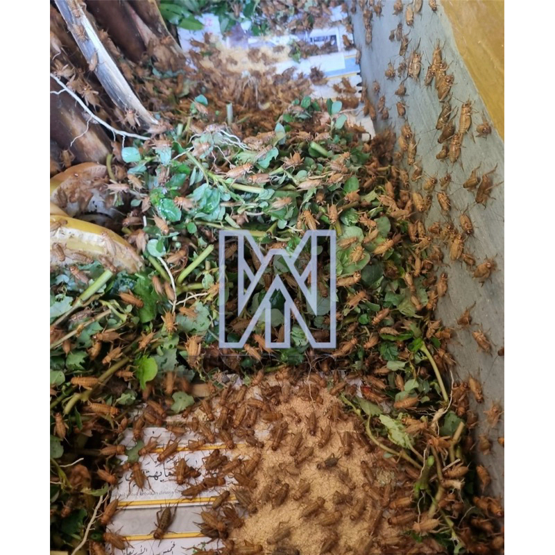 Telur Jangkrik Madu Kunyit ( 5 Ons ) Jamin Kuning