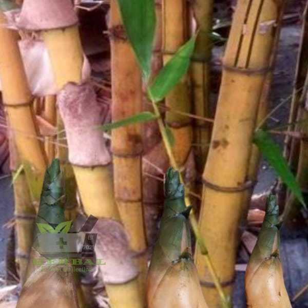 

Jual Rebung Bambu Kuning Segar Utuh 1 kg