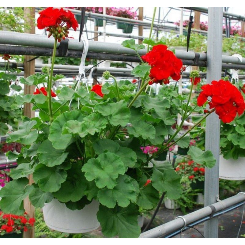 geranium bunga merah