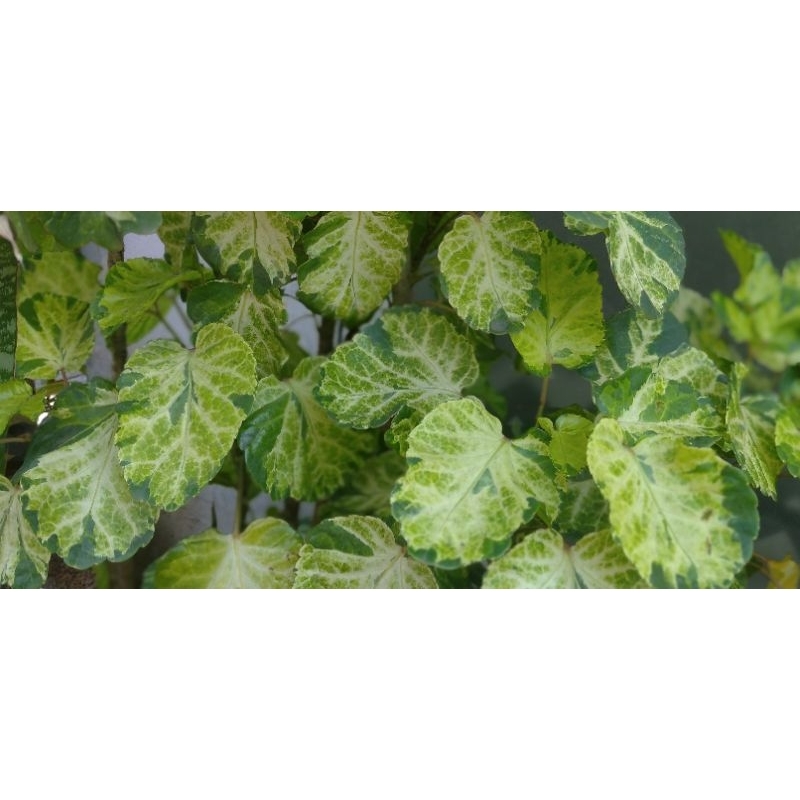 BUNGA SEPATU Variegata tanaman hias