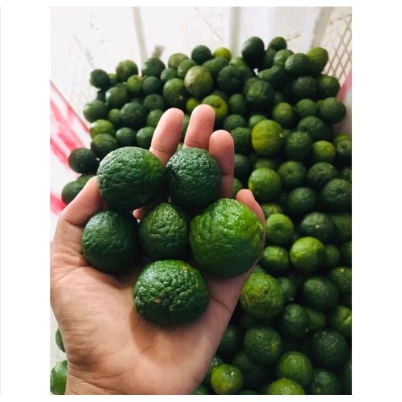 

jeruk limau / limo | jeruk sambal dan penyedap masakan Fresh 1kg